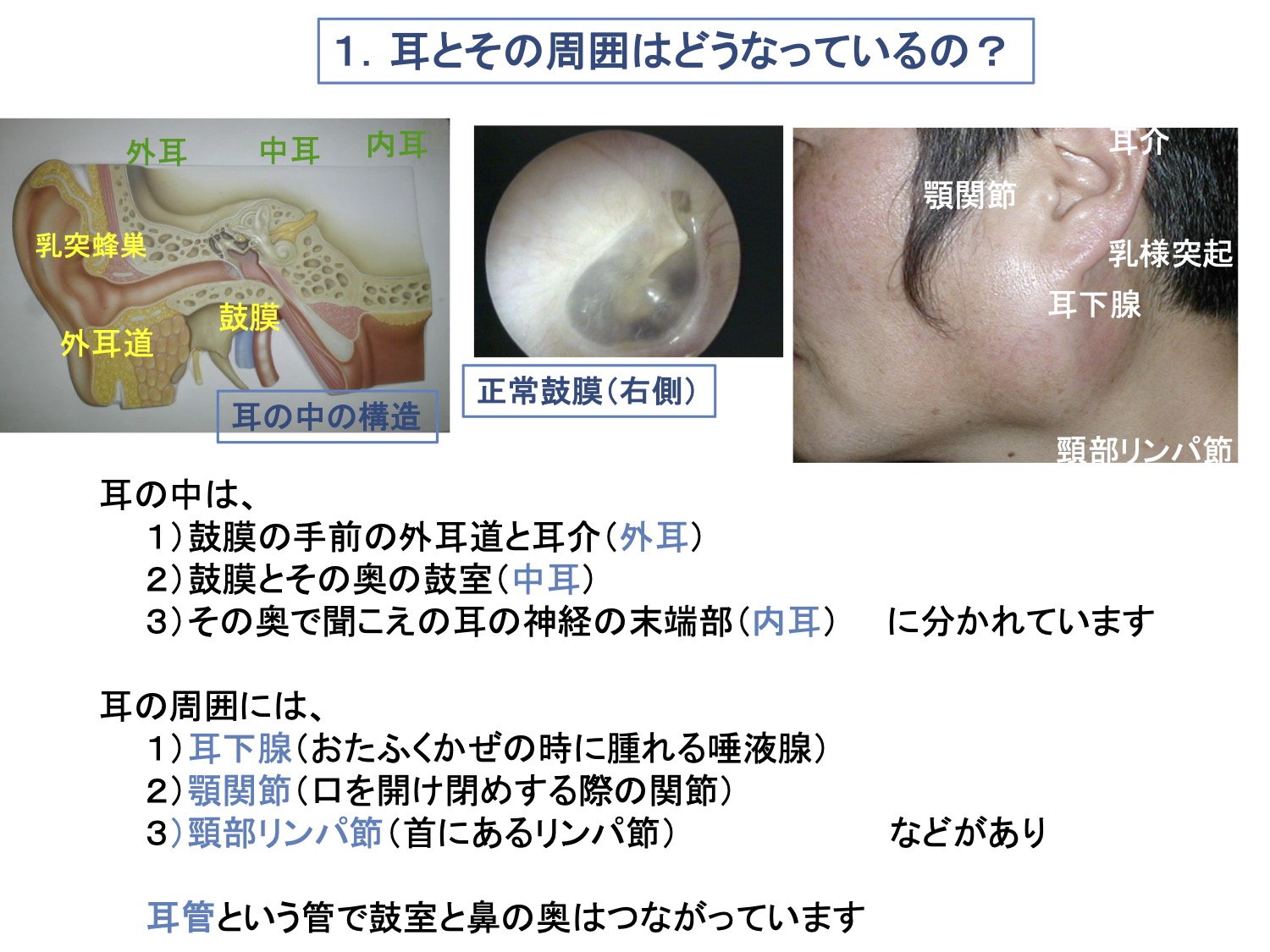 1. 耳とその周囲はどうなっているの？
