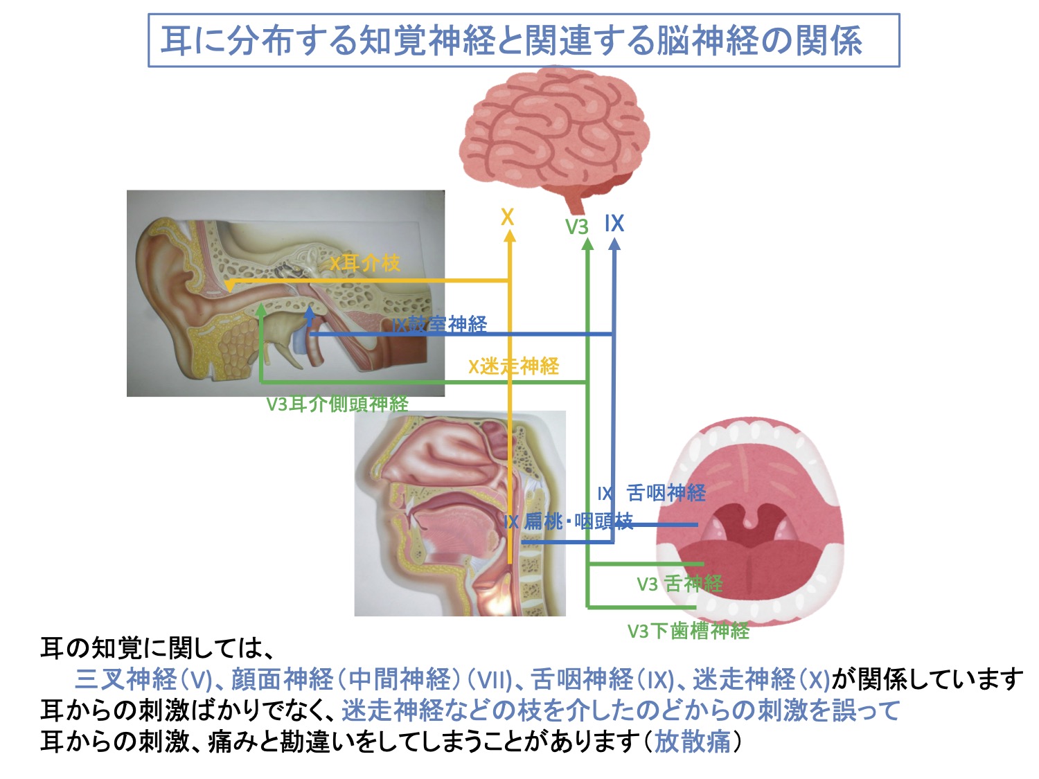 耳に分布する知覚神経と関連する脳神経の関係