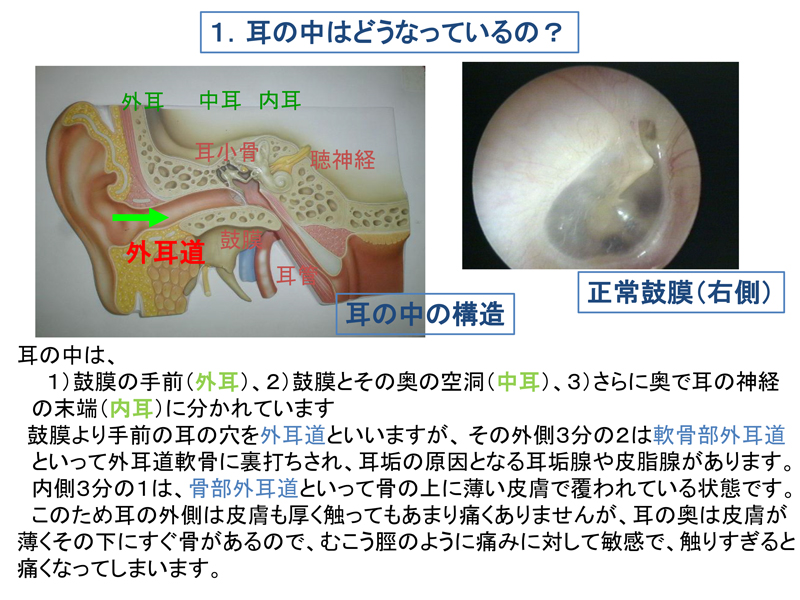 耳 の 中 を 洗う