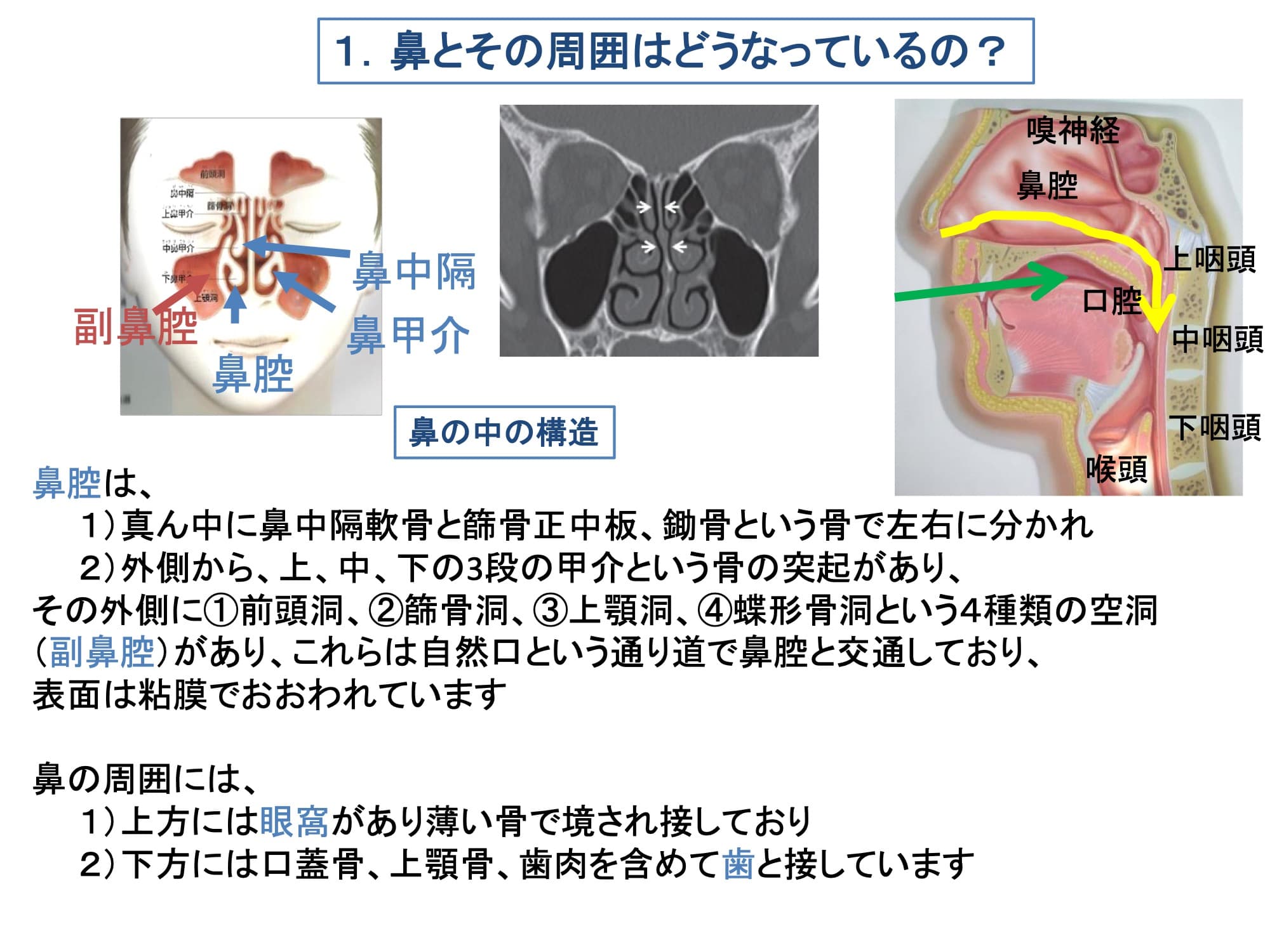 1.  鼻とその周囲はどうなっているの？