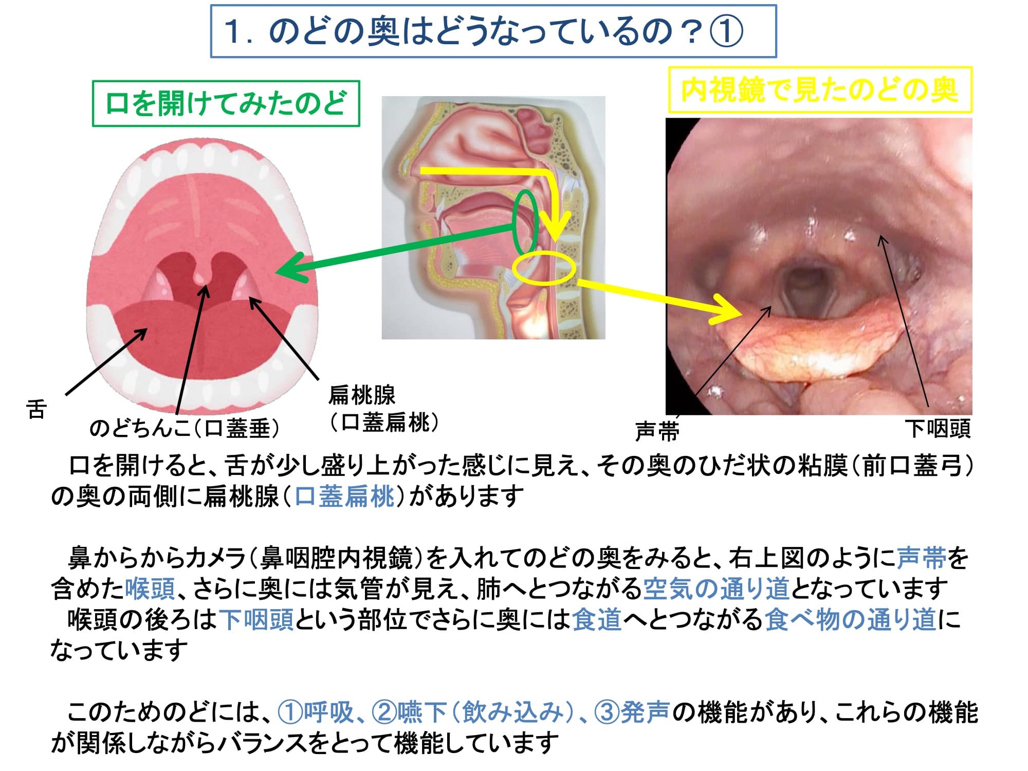 1. のどの奥はどうなっているの？①